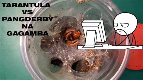 Tarantula vs PangDERBY na Gagamba - YouTube