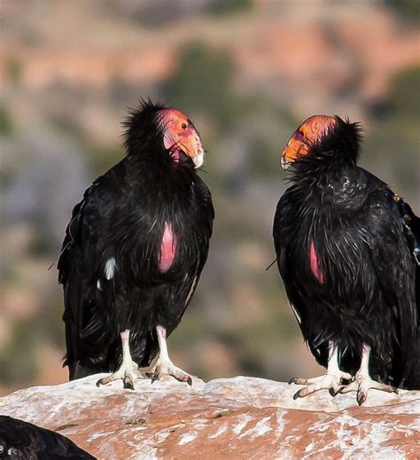 Coexisting with California Condors | California condor, Endangered, Wildlife