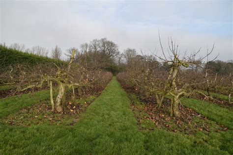 Apple orchard © N Chadwick :: Geograph Britain and Ireland