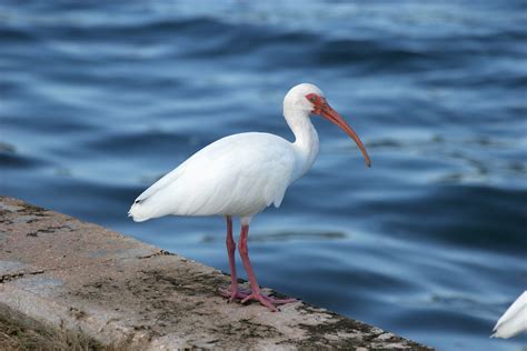 Avise's Birds of the World