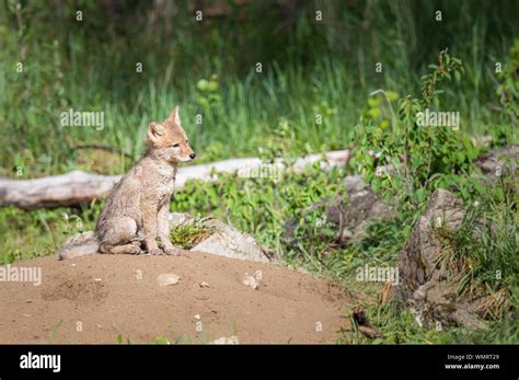 Coyote pups in the wild Stock Photo - Alamy