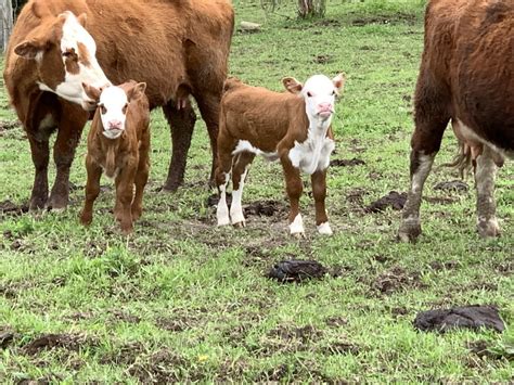 What’s Your Beef? - Cornell Small Farms