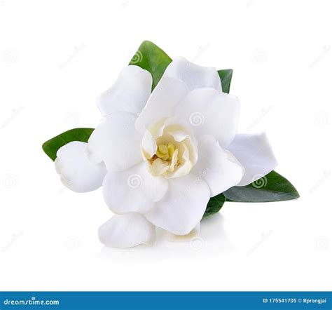 Gardenia flowers on white stock image. Image of white - 175541705