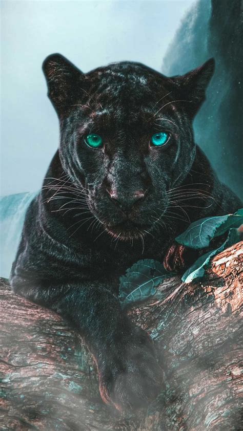 Panther Wallpaper - iXpap