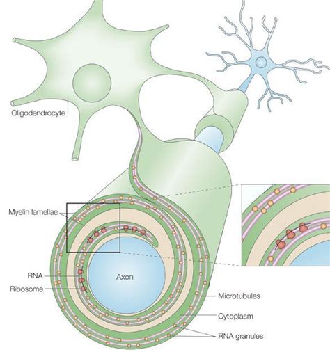 Know your spinal cord – Oligodendrocytes | Lunatic Laboratories