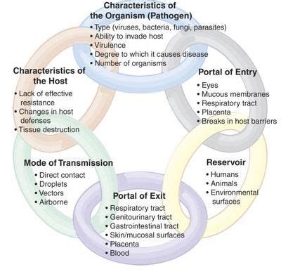 Chain of Infection Examples | Chain of Infection Body Example http ...