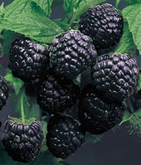 Black Raspberry Images – Raspberry