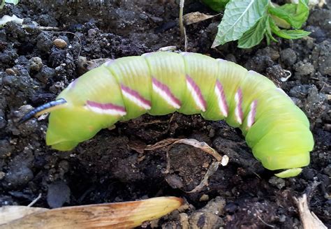 Privet hawk Moth Caterpiller | Moth caterpillar, Hawk moth, Wildlife nature