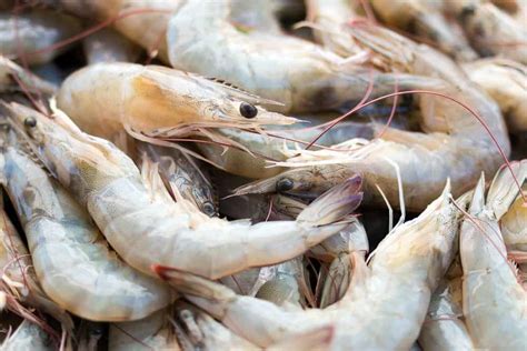 17 Different Types of Shrimp that You Can Eat (or Not)