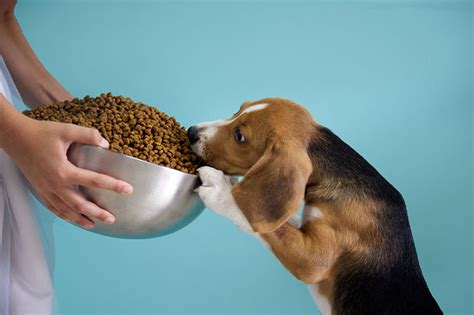 La mejor comida para perros pequeños