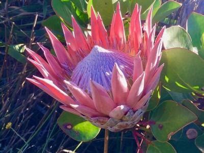 Table Mountain - Flora and Fauna