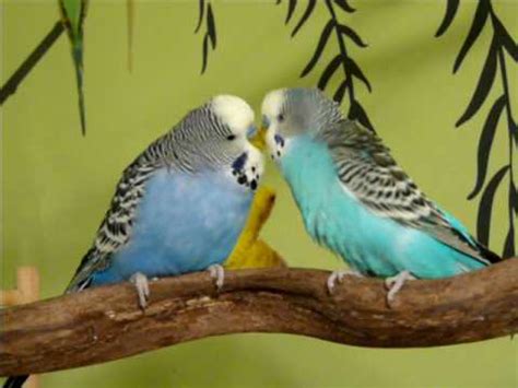 Budgies Singing and Talking to Each Other - YouTube