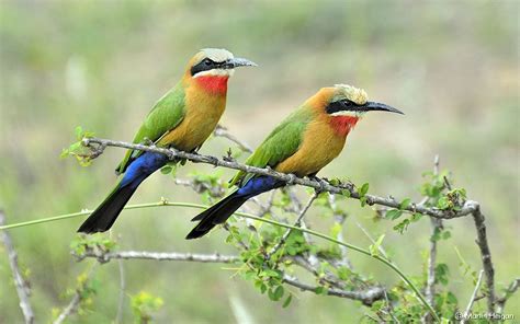 White-fronted Bee-eaters | Bee eater, South african animals, Bird