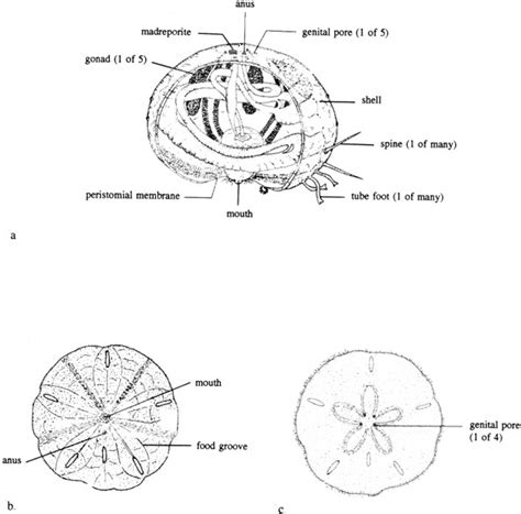 Diagram Of Sand Dollar - DOLLFL