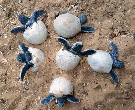 See the Turtle Nesting at Rangat Island, Andaman & Nicobar Islands