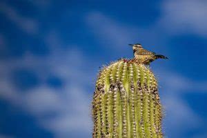 What is the cactus wren habitat and food? - Birdful