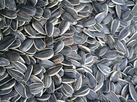 China Bird Seed of Sunflower Seeds From Jngogo - China Sunflower, New Crop Sunflower Seeds