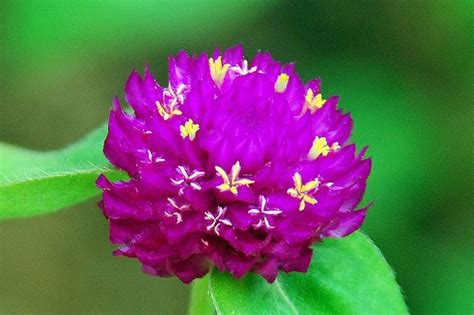 BEAUTIFUL FLOWERS: Amaranth Flowers - Pictures & Meanings