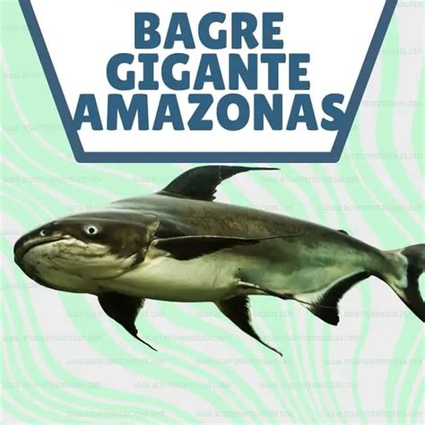 El Bagre del Amazonas: un pez gigante oculto en el Amazonas