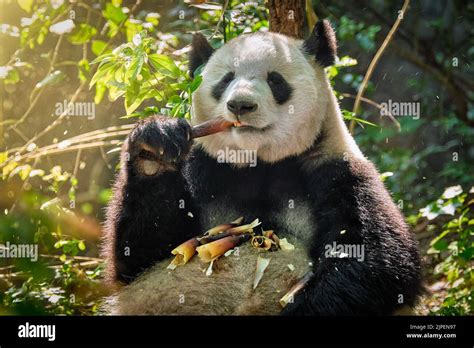 giant panda, food intake, panda, giant pandas, food intakes Stock Photo - Alamy