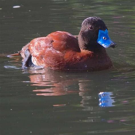 Argentine Blue-billed or Lake Duck - British Waterfowl Association