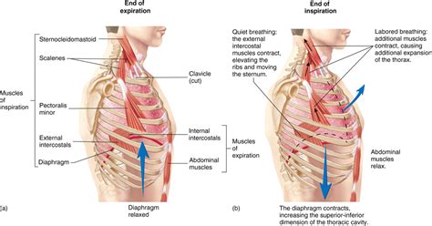 ISAP, (M7.1 Respiratory System 1), PART A: Pulmonary Ventilation Diagram | Quizlet