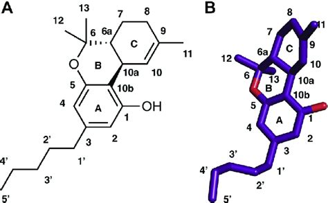 2D and 3D representation of THC structure. A, 2D representation. B, 3D ...