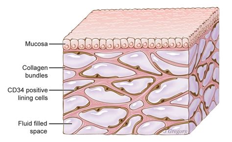 Interstitial Fluid and the Interstitium: Formation and Function | Owlcation