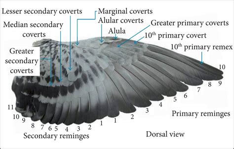 Best Racing Pigeon Wings | PeepsBurgh.Com