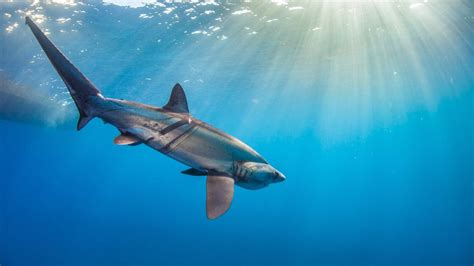 Gear Targeting Swordfish Catches Bigeye Thresher Sharks, But Most Survive Release | The Pew ...