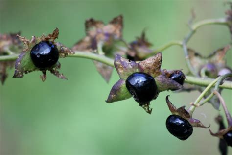 Deadly Nightshade - Poisonous | The Deadly Nightshade (Atrop… | Flickr