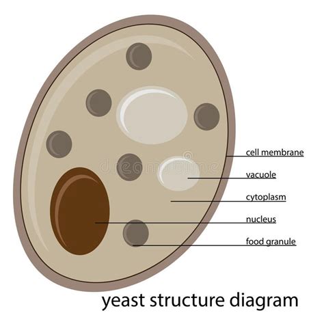 Vector yeast structure. Vector illustration of yeast structure with description | Illustration ...