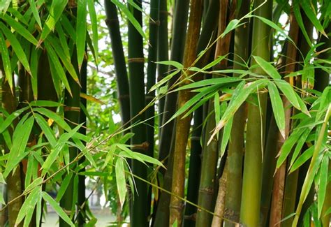 5 Plants That Look Like Bamboo But isn't: Realize The Truth