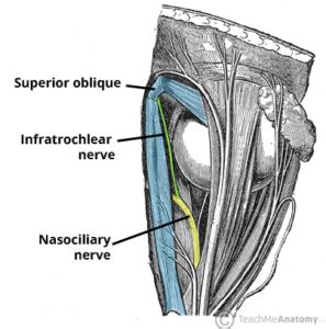 Infratrochlear Nerve - Course - Supply - TeachMeAnatomy