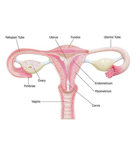 Endometrium Thickness In Pregnancy: Symptoms and Treatment