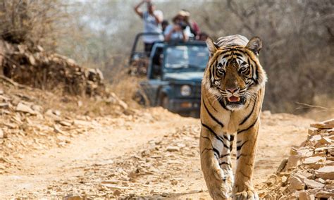 Tiger Trails (Madhya Pradesh Wildlife)