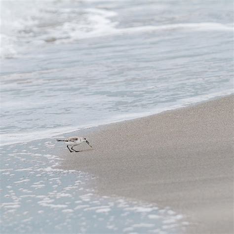 Sanderling on the Beach Photograph by Patti Deters - Fine Art America