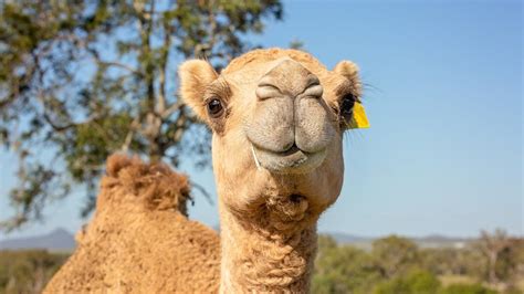 Camels in Australia: From livestock to nuisance - wild dromedaries ...