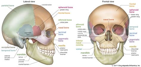 skull | Definition, Anatomy, & Function | Britannica