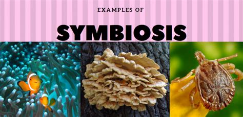 Mutualism, Commensalism, Parasitism: Types Of Symbiosis With Examples - Science Trends