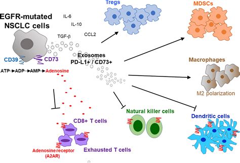 Frontiers | Immunotherapy in Treating EGFR-Mutant Lung Cancer: Current ...