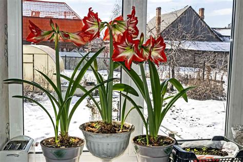 Your Amaryllis Care Guide to Help You Make the Holidays Bright