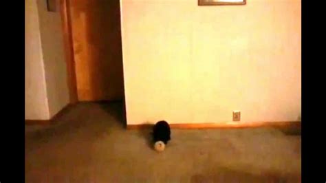 Bunny Playing with Ball - YouTube