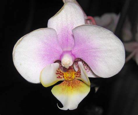 Phalaenopsis Maki Watanabe (moth orchid - hybrid cultivar)… | Flickr