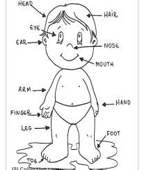 8 Body Parts ideas | body parts, human body parts, body outline