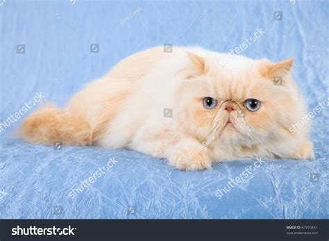 253 Colorpoint persian cat Images, Stock Photos & Vectors | Shutterstock