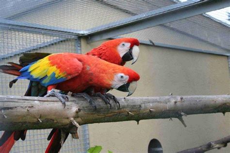 Scarlet Macaw | Parrot Breeding