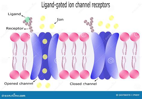 Ligand Gated Ion Channel Receptors . Vector Diagram Stock Vector ...