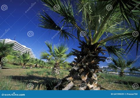 MIDDLE EAST SYRIA LATTAKIA BEACH Editorial Stock Image - Image of ...