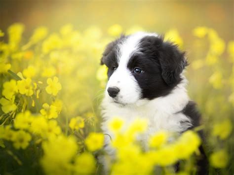 Puppy breed Border Collie sits in yellow flowers wallpapers and images ...